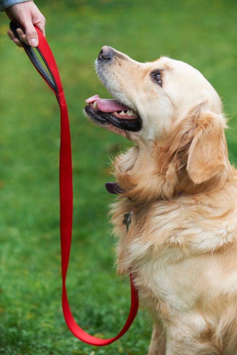 Dog Obedience Training at my house stockton lodi