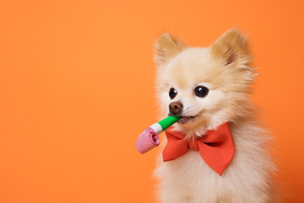 home pet sitter in stockton