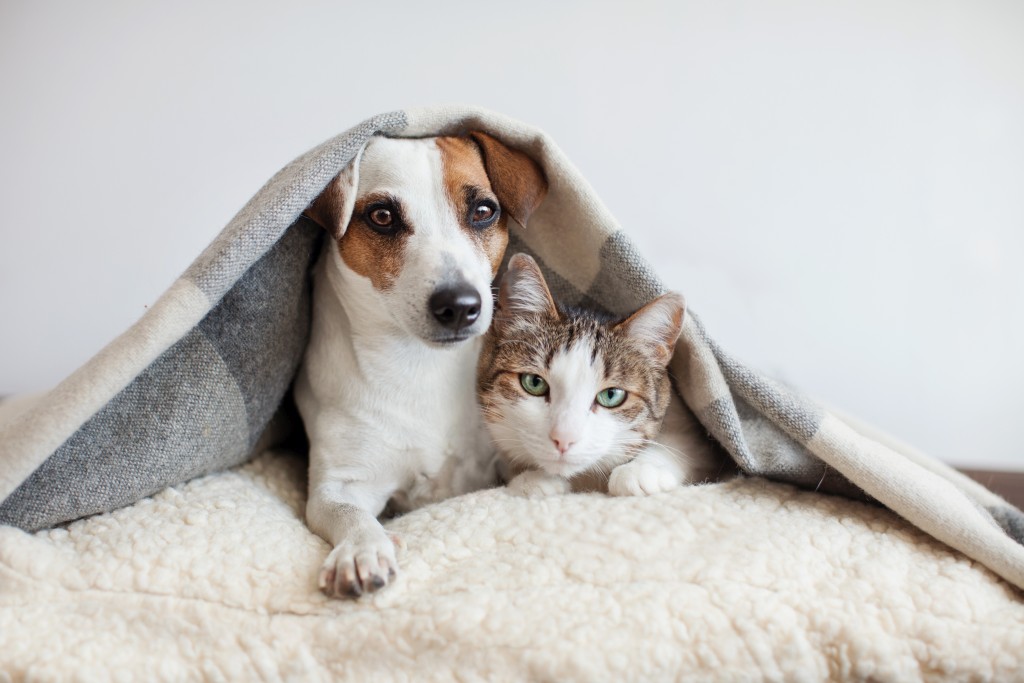 pet sitter for dogs and cats stockton lodi
