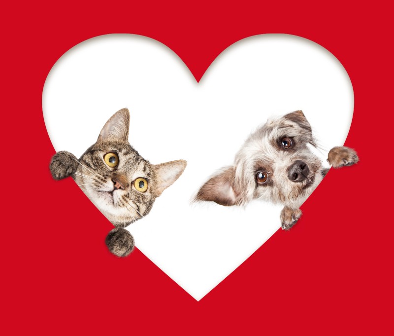 pet sitter in stockton