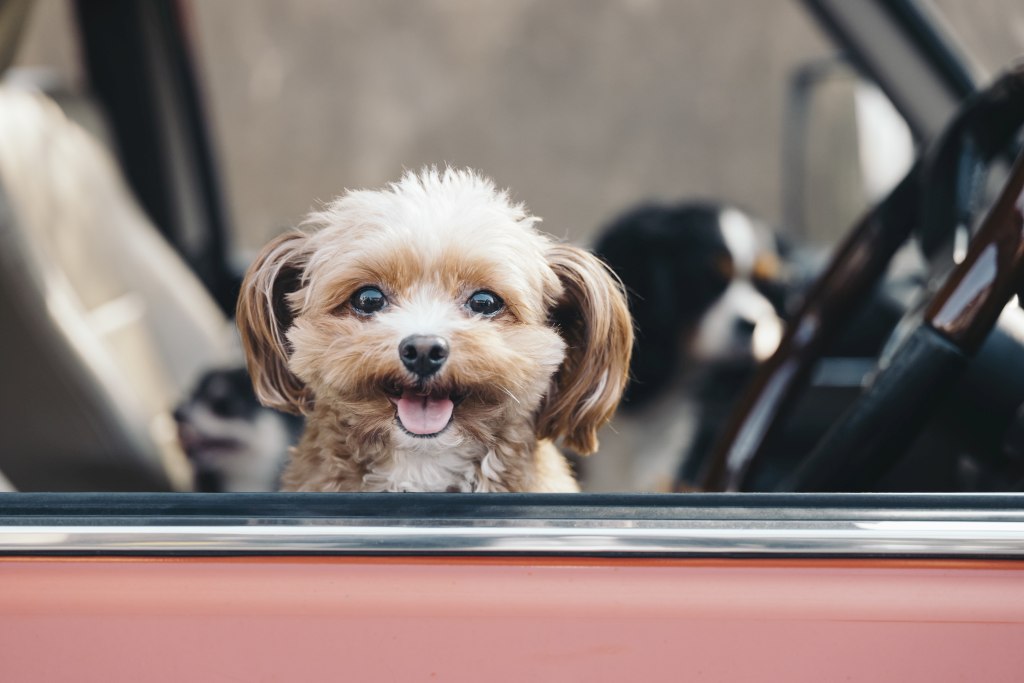 pet transportation stockton lodi