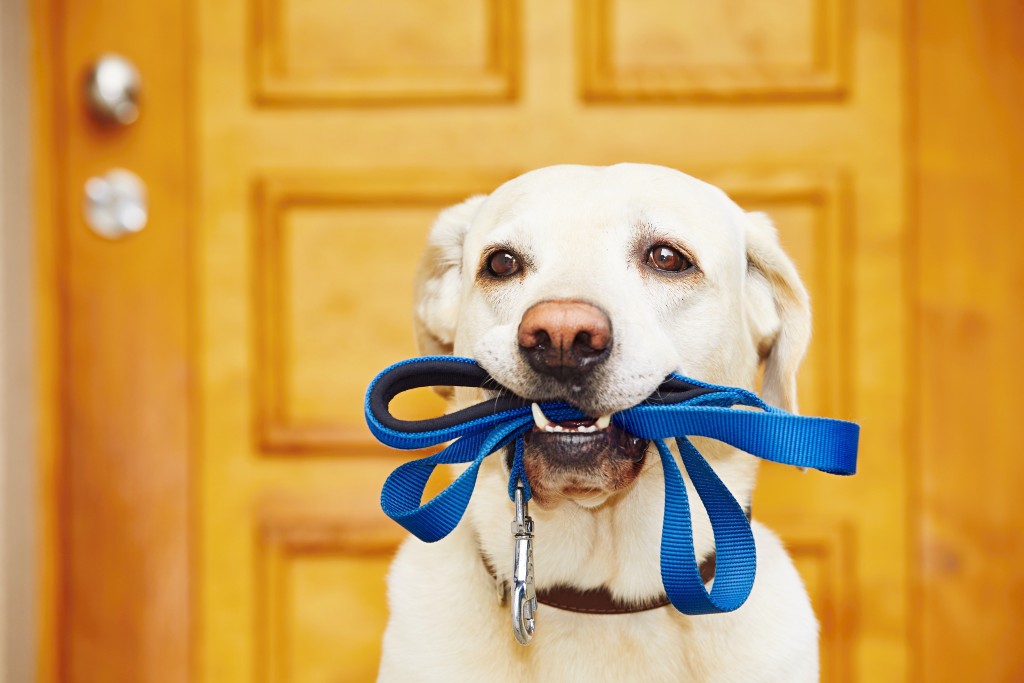Dog walker stockton lodi