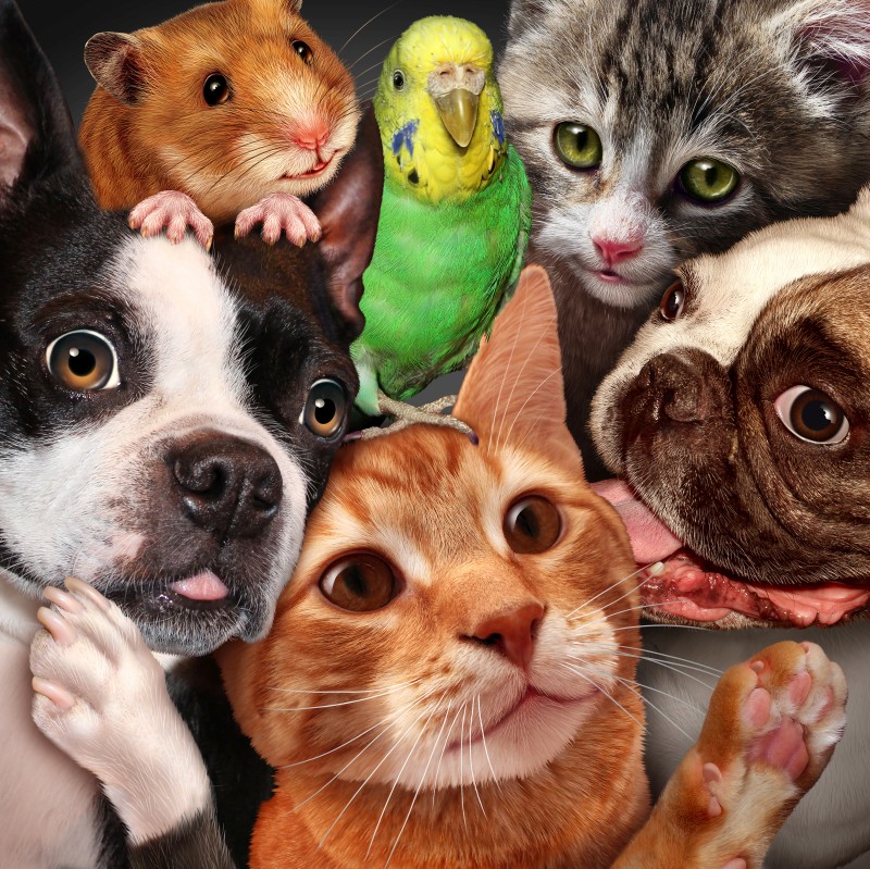 mobile pet sitter stockton