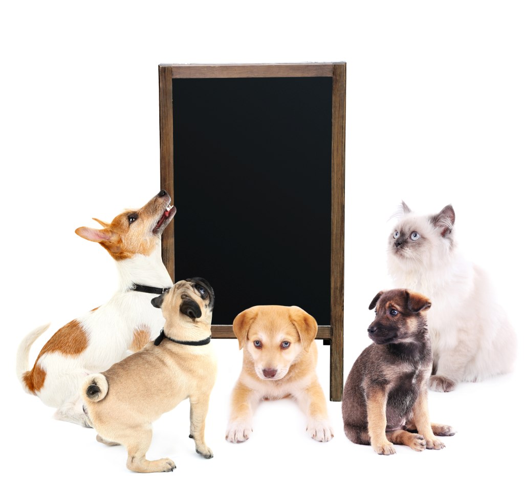 home grooming class stockton