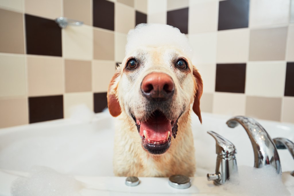 pet sitter stockton
