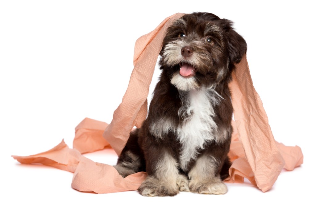senior dog care in home stockton