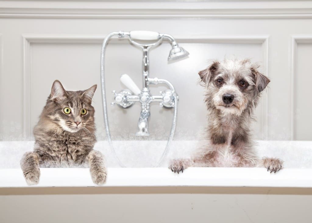 dog and cat groomer mobile stockton