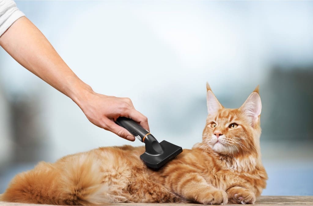 mobile cat groomer stockton